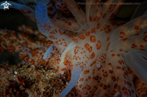 A Periclimenes imperator on phyllodesmium longicirrum | Solar power