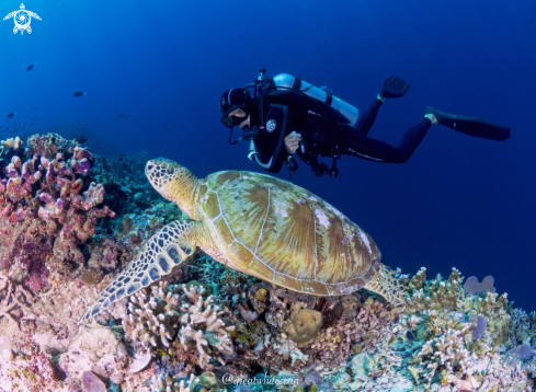 A Green Sea Turtle and man