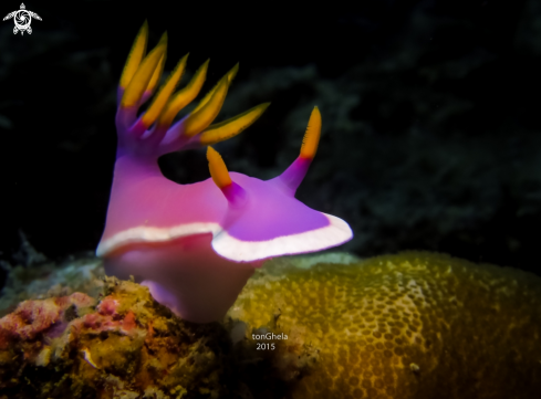 A Hypselodoris sp. | Nudibranch 