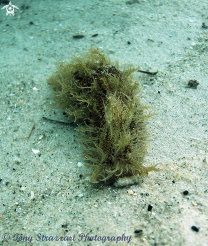 A Bursatella leachii | Hairy Sea Hare