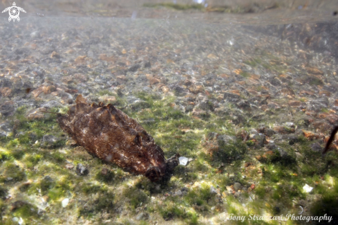 A Aplysia sowerbyi | Sowerbyi's Sea Hare