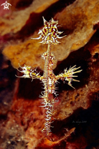 A Solenostomus paradoxus | Ghostpipefish 