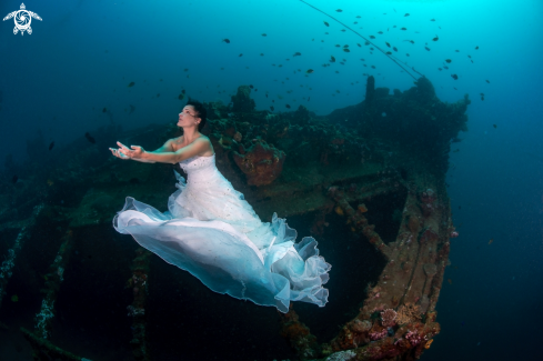 A Guardian of the Mola wreck