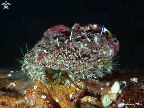 A Haliotis tubercualta | Orecchio di Venere