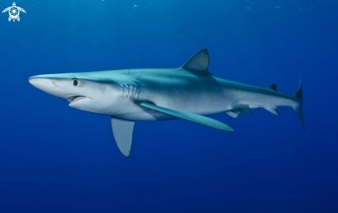 A Blueshark