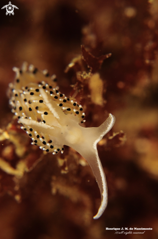 A Nudibranch