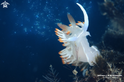 A Flabelina babai | Nudibranch