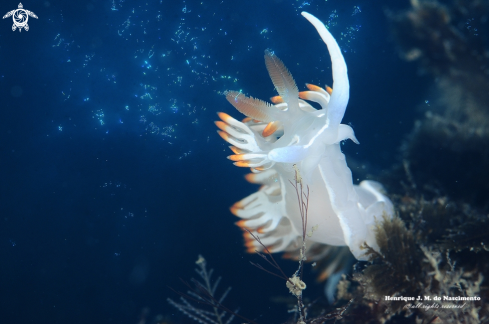 A Nudibranch