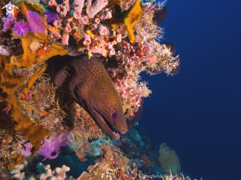 A Giant Moray Eel