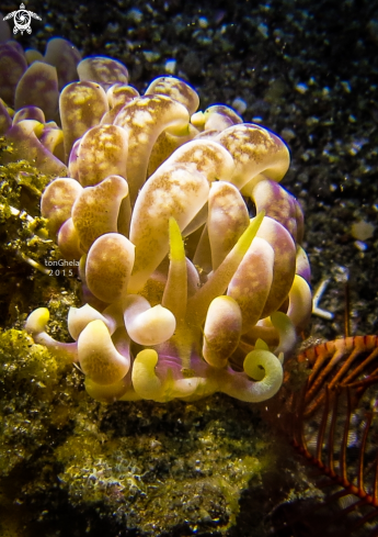 A Phylodesmium Magnum | Nudibranch 