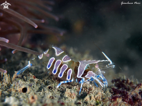 A Periclemenes amethysteus | Gamberetto fantasma