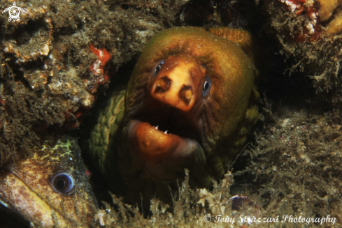 A Gymnothorax prasinus | Green moray eel