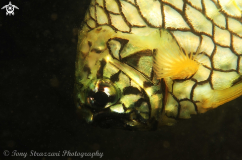 A Cleidopus gloriamaris | Pineapple fish