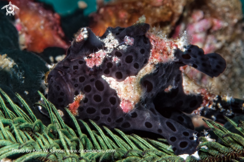 A Antennarius pictus | Froggfisch