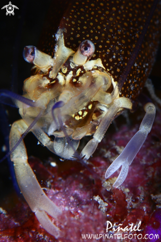 A Gnathophyllum elegans | Camarón de lunares