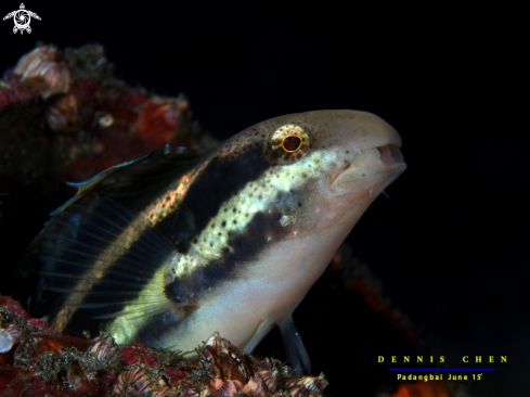 A Shorthead fang blenny