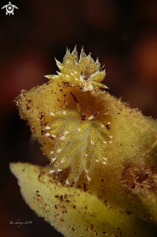 A Costasiella kuroshimae  | Sheep nudibranch 