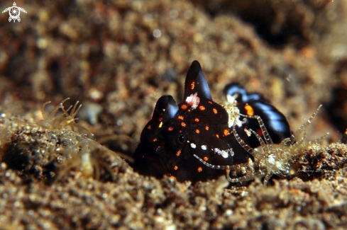 A Antennarius pictus | Juvenile painted frogfish