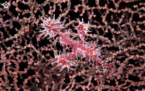 A Ghosty Pipe Fish (Pink)
