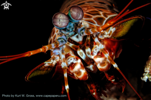 A Mantis shrimp