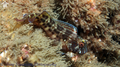 A Parablennius intermedius | Horned blenny