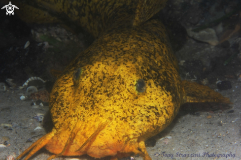 A Cnidoglanis macrocephalus | Estuarine Catfish