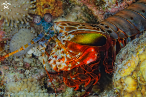 A Mantis shrimp