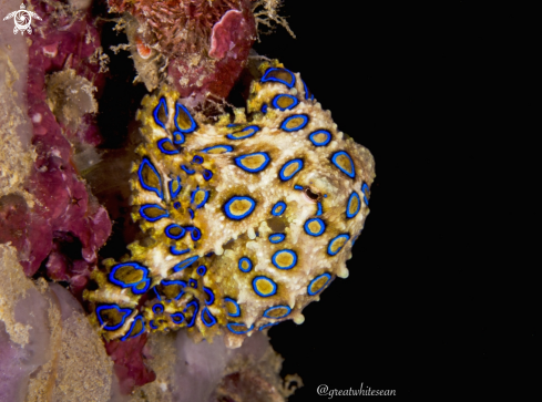 A Hapalochlaena lunulata | Blue Ringed Octopus