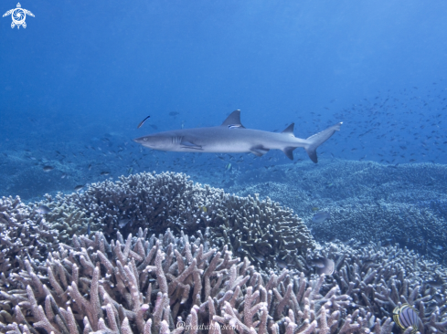 A Whitetip Reef Shark