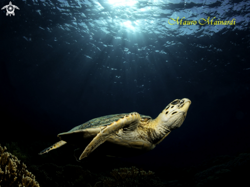 A Turtle erethmochelys