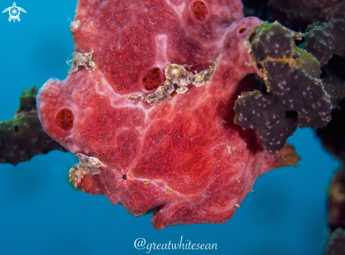 A Frogfish