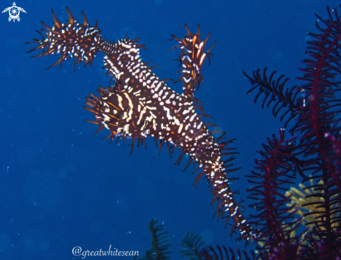 A Solenostomus paradoxus | Ornate Ghost Pipefish