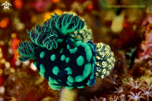 A Nudibranch - Nembrotha Cristata