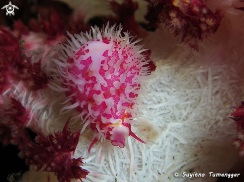 A Diminovula culmen | Allied Cowrie