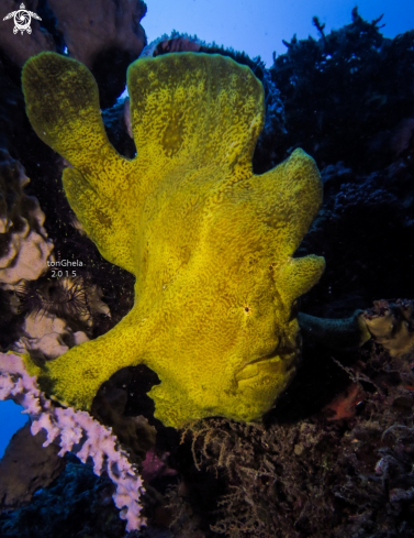 A Frog Fish