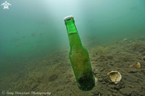 A Saccharomyces pastorianus | Full unopened beer found in 4.5 metres