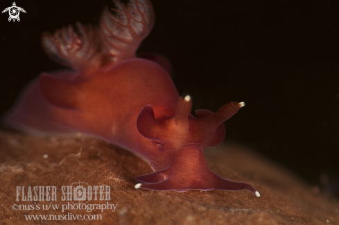 A Trapania Nudibranch