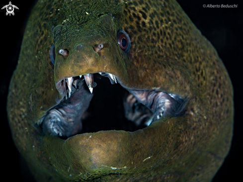 A Green Moray