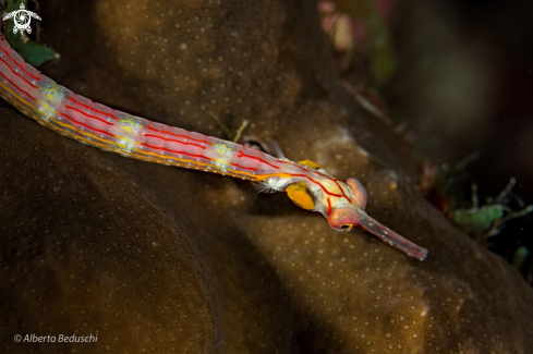 A Niddle fish