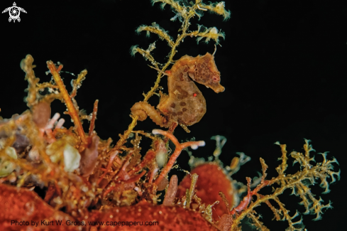 A Pigmy Seahorse