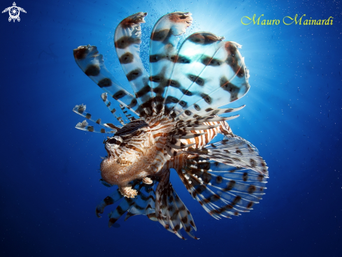 A Lionfish