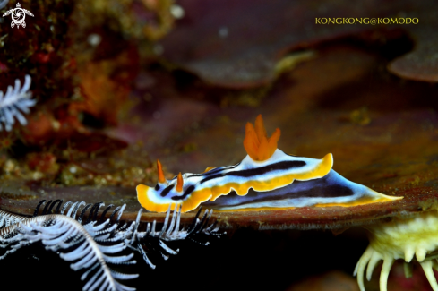 A Nudibranch