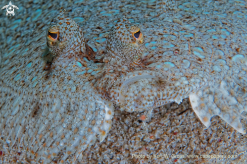 A Bothus mancus | Flunder