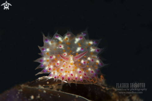 A Nudibranch Janolus