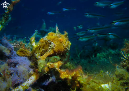 A Frog Fish