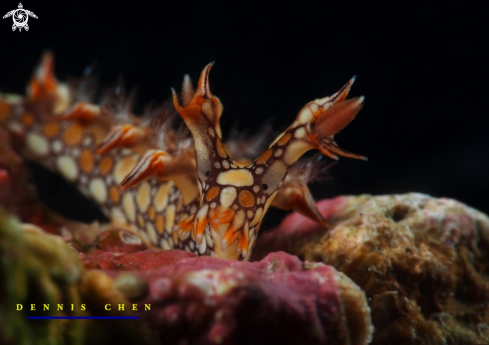 A Bornella anguilla