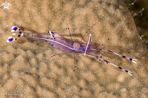 A Ancylomenes longicarpus | Shrimp