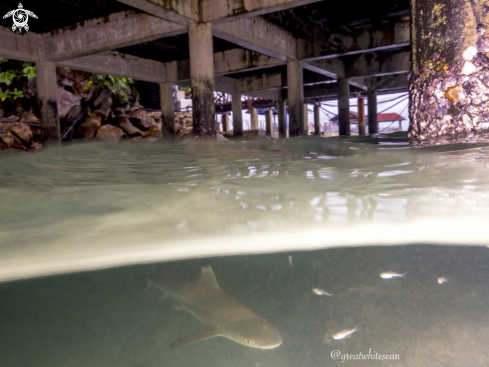 A Carcharhinus melanopterus | Blacktip Reef Shark