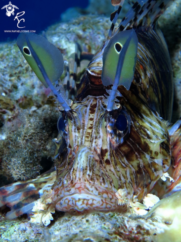 A lion fish