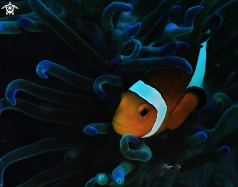 A Anemonefish